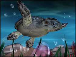 sea turtle