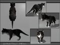 cat