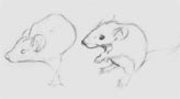 mice