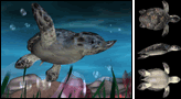 turtle model